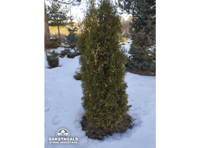 Thuja occidentalis   'Konfettii'